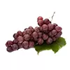 REZVERATROL